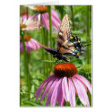 papillon sur la fleur cards