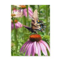 papillon sur la fleur postcard