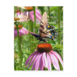 papillon sur la fleur post card