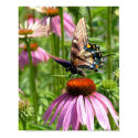 papillon sur la fleur posters by bhbphotos papillon sur la fleur posters