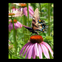papillon sur la fleur posters