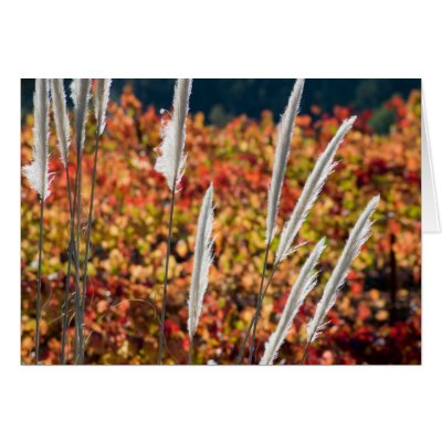 Papyrus Grass Card by pshaw_photo