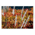 Papyrus Grass cards by pshaw_photo Papyrus Grass cards