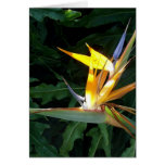 Paradise  Bird II Cards