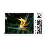 Paradise  Bird II Postage