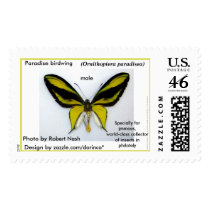 Paradise birdwing (male) - beautiful butterfly postage