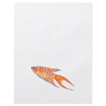 Paradise Fish. Flyer