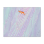 Paradise Fish. flyers
