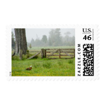 Paradise Shelduck and Mossy Gate DSC8166 stamps