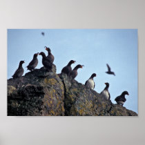 Parakeet and Crested Auklets on Hall Island Poster