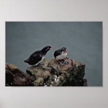 Parakeet Auklets on Hall Island Print