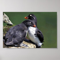 Parakeet Auklets, St. George Island, Pribilofs Print