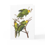 Parakeet - by John Audubon Cards