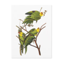 Parakeet - by John Audubon postcards by VintagePets Parakeet - by John Audubon postcards