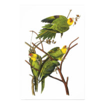 Parakeet - by John Audubon posters by VintagePets Parakeet - by John Audubon posters