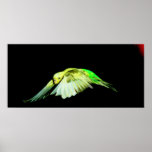 parakeet flight posters