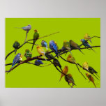 Parakeet Paradise Posters