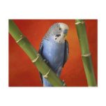 parakeet post card