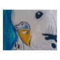 Parakeet posters by nature_art Parakeet posters