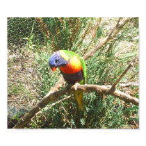 parakeet posters by tina312 parakeet posters
