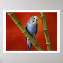 parakeet print