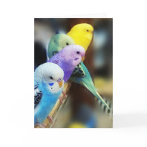 Parakeets Cards