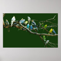 Parakeets N Cockatiels Poster