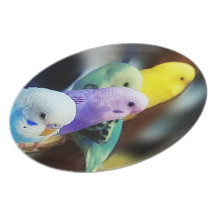 Parakeets Plate