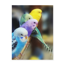 Parakeets Postcard