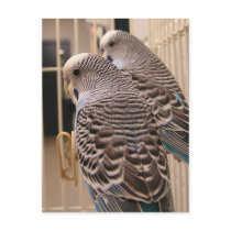 Parakeets Postcards
