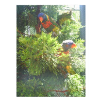 parakeets posters by tina312 parakeets posters