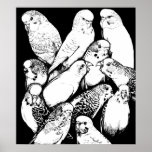 Parakeets Print