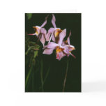 Paraphalaenopsis laycockii greeting cards