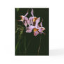 Paraphalaenopsis laycockii greeting cards