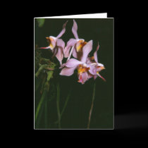 Paraphalaenopsis laycockii cards