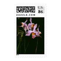 Paraphalaenopsis laycockii postage