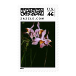 Paraphalaenopsis laycockii stamps