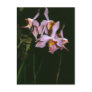 Paraphalaenopsis laycockii post cards