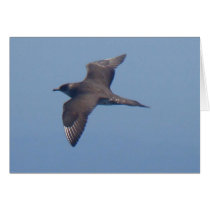 Parasitic Jaeger Card by naturalphotos Parasitic Jaeger Card