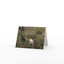 Parasitic Jaeger cards by devaburns Parasitic Jaeger cards