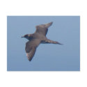 Parasitic Jaeger postcards by naturalphotos Parasitic Jaeger postcards