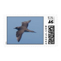 Parasitic Jaeger Stamp by naturalphotos Parasitic Jaeger Stamp