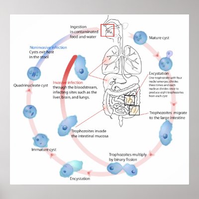 parasite diagram