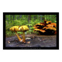 Parc-Nature du Bois de Liesse posters