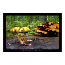 Parc-Nature du Bois de Liesse posters by DigitalApoptosis Parc-Nature du Bois de Liesse posters
