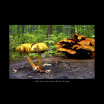 Parc-Nature du Bois de Liesse posters