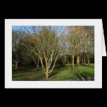 Park Landscape in Early Spring (Bordered) cards