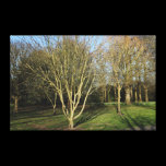 Park Landscape in Early Spring canvas prints