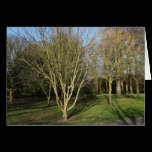 Park Landscape in Early Spring cards