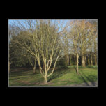 Park Landscape in Early Spring postcards